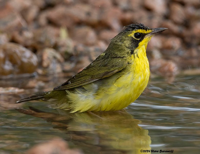 _B248495 kentucky warbler.jpg